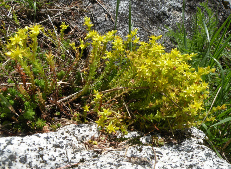 Sedum acre